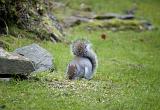 Wild grey squirrel foraging for seeds in a garden that have been scattered on a green grassy lawn to entice him