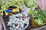 Assorted potted plants and succulents in a small crate outdoors on a wooden deck or patio in a close up high angle view