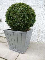 Spherical leafy green topiary tree or shrub in a tub against a white rough plastered exterior wall of a building in a gardening concept