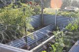 Small vegetable plot enclosed in corrugated iron in a rural garden with fresh plants in summer or spring
