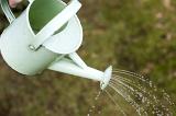 Person using a watering can to water the plants in the garden in a close up view on the water spraying from the spout