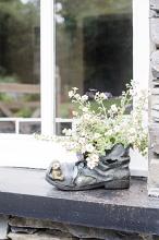 Small white flowers growing from old black leather shoe outdoors, window sill decoration in a garden