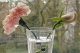 Single pink rose and carnation in a glass vase, close up view against a window with a garden view
