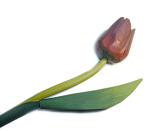 Wooden decorative painted purple tulip with a single green leaf lying facing away from the camera on a white background