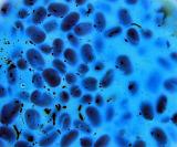 Blue Abstract for Image Backgrounds, Medical Virus or Biological Speciman on Slide Viewed Through Microscrope