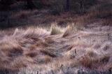 High angle view of burnt wild grass wind swept at different angles