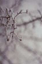 Extreme close up of delicate branch covered in white frost, other branches visible in background, focus on foreground