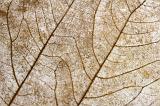Extreme close up full frame of brown leaf veins on dried leaf