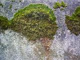 moss growing on a rendered wall