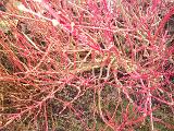 Selective focus full frame close up of spindly red tree branches