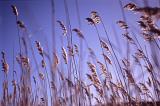 Low angle view against a blue sunny sky of flowering summer grasses with feathery fronds in a nature background