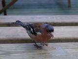 a chaffinch eating crumbs left on a picnic table