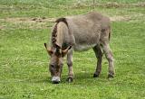 Small donkey with the distinctive cross on its back grazing alone in a green field