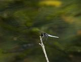 Darter dragonfly perched on a twig with its wings in the characteristic outstretched position against blurred greenery with copyspace