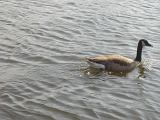 a canada goose on the witer - branta canadensis