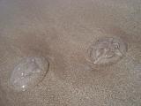 jellyfish washed up on a beach