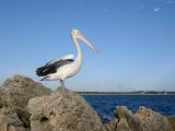 profile view of a large australian pelican standing on a rock