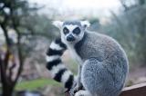 Ring-tailed lemur, lemur catta, with its distinctive barred or striped tail sitting on a bar in captivity