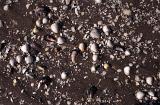 a sandy background with an assortment of shells and broken shell fragments