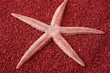 Dried red marine star fish on a matching red background conceptual of a summer vacation at the seaside