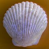 Close up shot of white seashell on yellow background