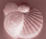Collection of bivalve seashells from clams and molluscs viewed from above in an artistic pink light