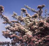 Tree covered in pink blossom signifying the spring season against a sunny blue sky