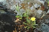High Angle View of Lone Bright Yellow Dandelion Growing Amongst Lichen Covered Rocks