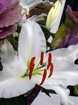 Close up of the fresh white flower of an Easter lily with distinctive large colorful red stamens and anthers to attract the insects for pollination
