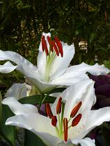 Delicate pure white Easter lilies with colorful red stigmata growing outdoors in a summer garden against greenery with copy space