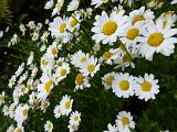 Field of white summer daisies with yellow centres in a close up full frame view on the flowers