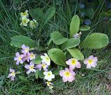 Pretty variegated pink and white primroses growing wild in woodland symbolic of spring, high angle view