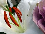Close up of the colorful red stamens and anthers on a fresh pure white Easter lily
