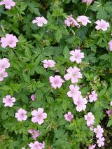 Background of pretty pink flowers on bush with many green leaves on a pleasant day