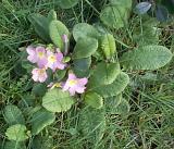 High angle view of a cluster of delicate pink spring primrose flowering in a spring garden or woodland