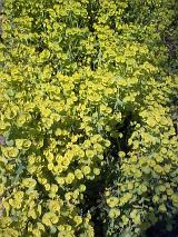 a background of yellow green small rounded leaves and flowers