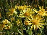 Nature Detail of Bright Yellow Wild Flowers Growing in Grassy Field on Sunny Day