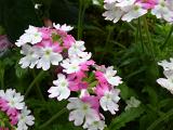 Beautiful little half white and pink flowers viewed from above close up for nature theme