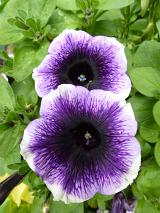Colorful variegated purple and white petunias with their distinctive trumpet shaped flower growing on a leafy green bush outdoors