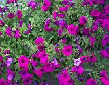 Nature floral background of a leafy green bush covered in pretty purple petunias growing outdoors