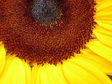 Bright yellow sunflower or Helianthus with seeds forming in the center in a close up macro view
