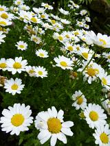 Bush of cultivated ornamental white daisies growing in a garden in summer in a close up view