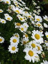 Pretty fresh white summer daisies with yellow centers blooming in a flower bed in a garden in a close up view