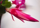 Bright pink flower newly sprouted from a christmas cactus