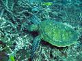 A green sea turtle feeding of the coral reef