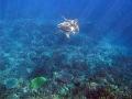 A loggerhead turtle swimming underwater in a landscape of corals