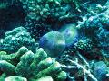 Colourful blue and green mushroom corals Fungia sp