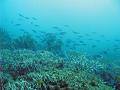 An ocean landscape of corals and reef fish