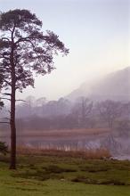 still misty morning, a view with a lone pine tree, calm lake and  winter trees in the background shrouded in mist
