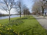 Neatly trimmed green grassy bank alongside a river or canal with yellow daffodils flowering under the trees in a scenic early spring landscape